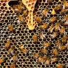 Business 4 image GOODE WASP REMOVAL SYDNEY quality pest control in Sydney NSW