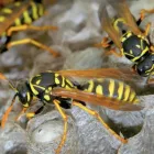 Business 5 image GOODE WASP REMOVAL SYDNEY quality pest control in Sydney NSW