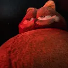 Business 5 image GOROS sake restaurant and bar sydney in Surry Hills NSW