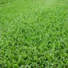 Business 3 image HANCEYS TURF Turf Prices in Boondall QLD