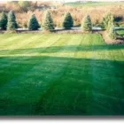 Business 6 image HANCEYS TURF Turf Prices in Boondall QLD