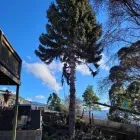 Business 1 image HOBART ARBOR CO. Tree Removal Service in Hobart TAS