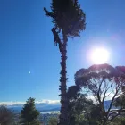 Business 2 image HOBART ARBOR CO. Tree Removal Service in Hobart TAS