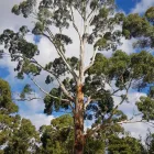 Business 4 image HOBART ARBOR CO. Tree Removal Service in Hobart TAS