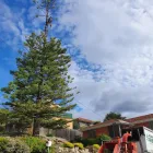 Business 5 image HOBART ARBOR CO. Tree Removal Service in Hobart TAS