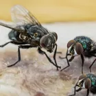 Business 1 image HOME FLIES CONTROL PERTH Pest Inspection in Perth WA