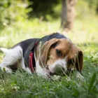 Business 1 image HOT DOG WALKING Pet Care in Sydney NSW