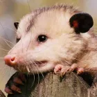 Business 2 image HUMANE POSSUM REMOVAL BRISBANE Pest Control in Brisbane QLD