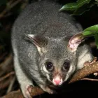 Business 2 image HUMANE POSSUM REMOVAL CANBERRA Pest Control in Amaroo ACT