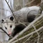 Business 4 image HUMANE POSSUM REMOVAL CANBERRA Pest Control in Amaroo ACT