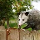 Business 1 image HUMANE POSSUM REMOVAL HOBART Possum Removal in Hobart TAS