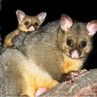 Business 2 image HUMANE POSSUM REMOVAL HOBART Possum Removal in Hobart TAS