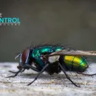 Business 1 image I FLIES CONTROL MELBOURNE Pest Inspection in Melbourne VIC