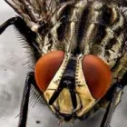 Business 2 image I FLIES CONTROL MELBOURNE Pest Inspection in Melbourne VIC