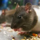 Business 1 image I RODENT CONTROL MELBOURNE Pest Inspection in Melbourne VIC