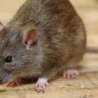 Business 2 image I RODENT CONTROL MELBOURNE Pest Inspection in Melbourne VIC