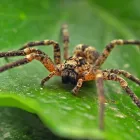 Business 1 image I SPIDER CONTROL MELBOURNE Pest Solutions in Melbourne VIC