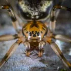 Business 2 image I SPIDER CONTROL MELBOURNE Pest Solutions in Melbourne VIC