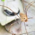 Business 3 image I SPIDER CONTROL MELBOURNE Pest Solutions in Melbourne VIC