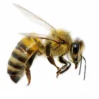 Business 5 image IMPRESSIVE PEST CONTROL MELBOURNE Pest Inspection in Melbourne VIC