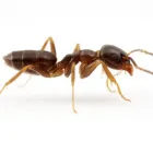 Business 6 image IMPRESSIVE PEST CONTROL MELBOURNE Pest Inspection in Melbourne VIC