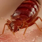 Business 7 image IMPRESSIVE PEST CONTROL MELBOURNE Pest Inspection in Melbourne VIC