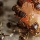 Business 10 image IMPRESSIVE PEST CONTROL MELBOURNE Pest Inspection in Melbourne VIC