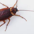 Business 11 image IMPRESSIVE PEST CONTROL MELBOURNE Pest Inspection in Melbourne VIC