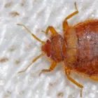 Business 2 image IMPRESSIVE PEST CONTROL MELBOURNE Pest Inspection in Melbourne VIC