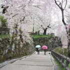 Business 3 image JOURNEY TO THE EAST tours of japan in Milton QLD