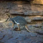 Business 2 image JUST CRUISIN 4WD TOURS William Creek Hotel in Blewitt Springs SA