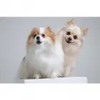 Business 4 image KAOLIN TILES GALLERY Wedding Photographers in Alexandria NSW