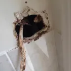 Business 2 image KENNARDS PEST CONTROL Pre Purchase Inspections in Capalaba QLD