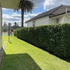 Business 12 image KOALA LANDSCAPES Lawn Mowing Services in Sydney NSW