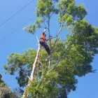 Business 2 image LITCHFIELD TREE SERVICES Tree & Stump Removal Services in Cessnock NSW