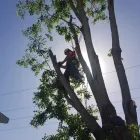 Business 3 image LITCHFIELD TREE SERVICES Tree & Stump Removal Services in Cessnock NSW