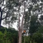 Business 4 image LITCHFIELD TREE SERVICES Tree & Stump Removal Services in Cessnock NSW