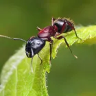 Business 2 image LOCAL PEST CONTROL ADELAIDE Pest Control in Adelaide SA