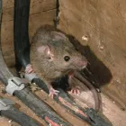 Business 2 image LOCAL PEST CONTROL ADELAIDE Pest Management in Adelaide SA