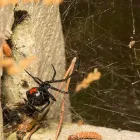 Business 4 image LOCAL PEST CONTROL ADELAIDE Pest Management in Adelaide SA