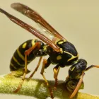 Business 5 image LOCAL PEST CONTROL ADELAIDE Pest Management in Adelaide SA