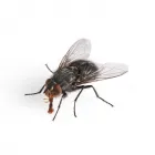 Business 2 image LOCAL PEST CONTROL BRISBANE Pest Control in Brisbane QLD