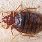 Business 6 image LOCAL PEST CONTROL BRISBANE Pest Management in Brisbane QLD