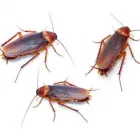 Business 10 image LOCAL PEST CONTROL BRISBANE Pest Management in Brisbane QLD