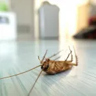 Business 12 image LOCAL PEST CONTROL BRISBANE Pest Management in Brisbane QLD