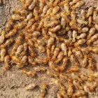 Business 2 image LOCAL TERMITE CONTROL PERTH Pest Control in Perth WA