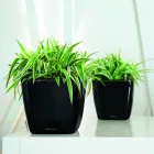 Business 2 image LUWASA INDOOR PLANT HIRE Indoor Plant Hire in Melbourne VIC