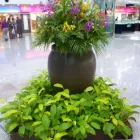 Business 6 image LUWASA INDOOR PLANT HIRE Indoor Plant Hire in Melbourne VIC
