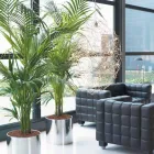Business 7 image LUWASA INDOOR PLANT HIRE Indoor Plant Hire in Melbourne VIC