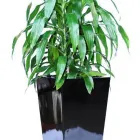 Business 8 image LUWASA INDOOR PLANT HIRE Indoor Plant Hire in Melbourne VIC